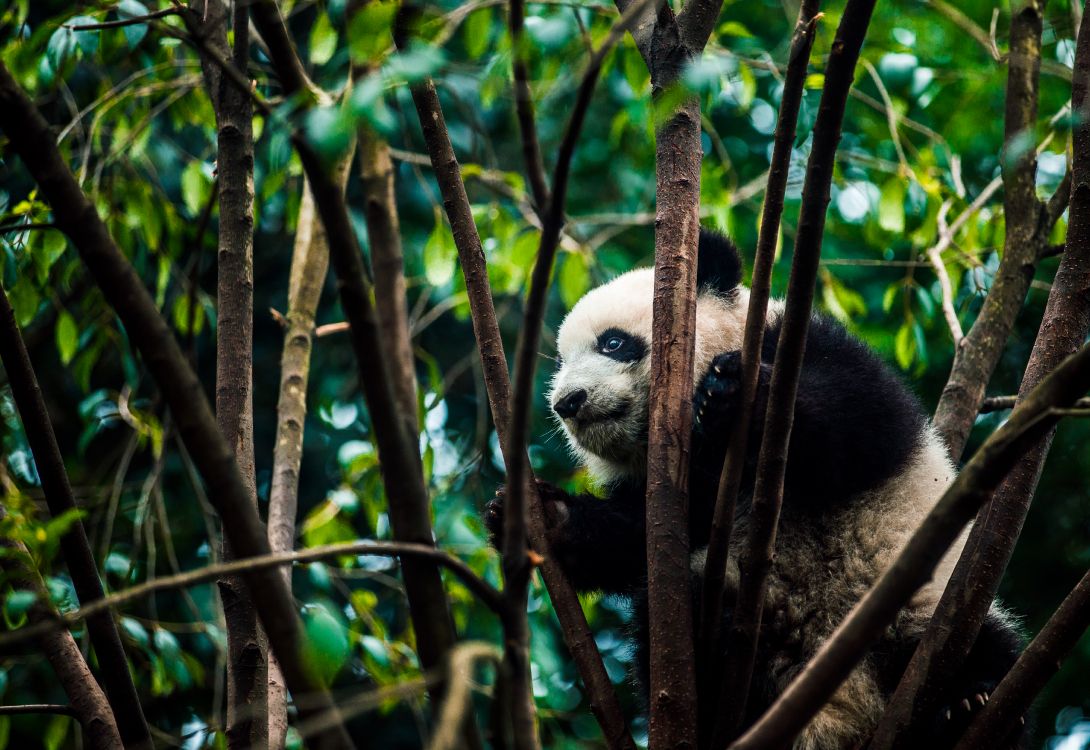 大熊猫, 自然保护区, 丛林, 陆地动物, 野生动物 壁纸 5083x3495 允许