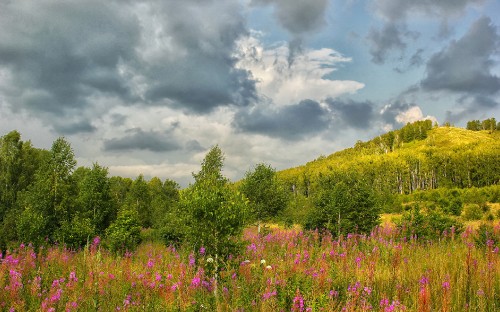 Image purple flower field under cloudy sky during daytime