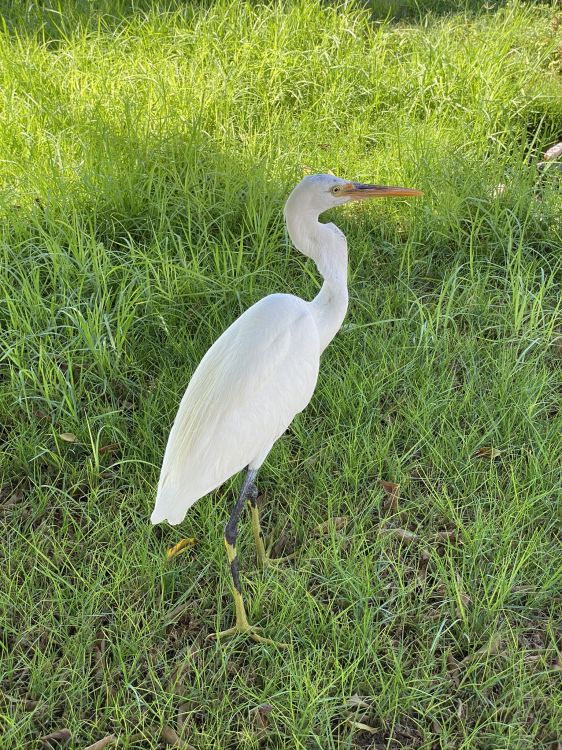 Grande Aigrette, Cigogne, Sciences, Biologie, Environnement Naturel. Wallpaper in 1536x2048 Resolution