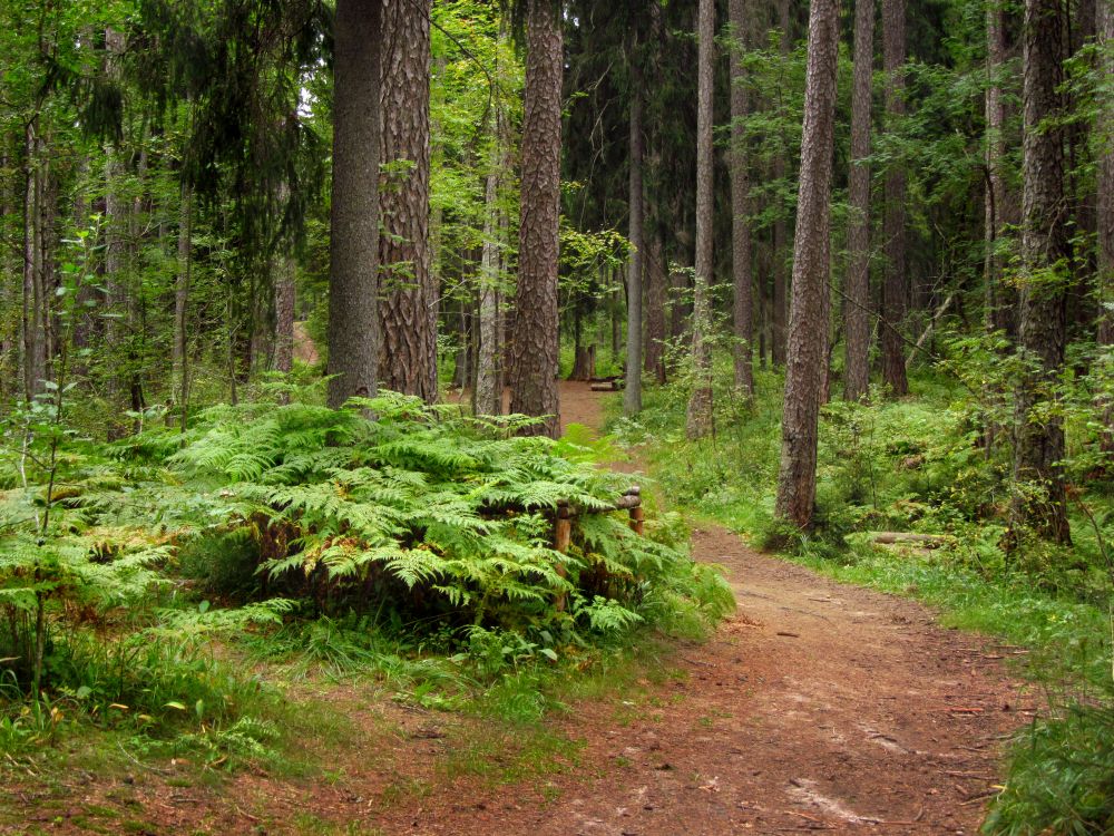 green moss on brown dirt road