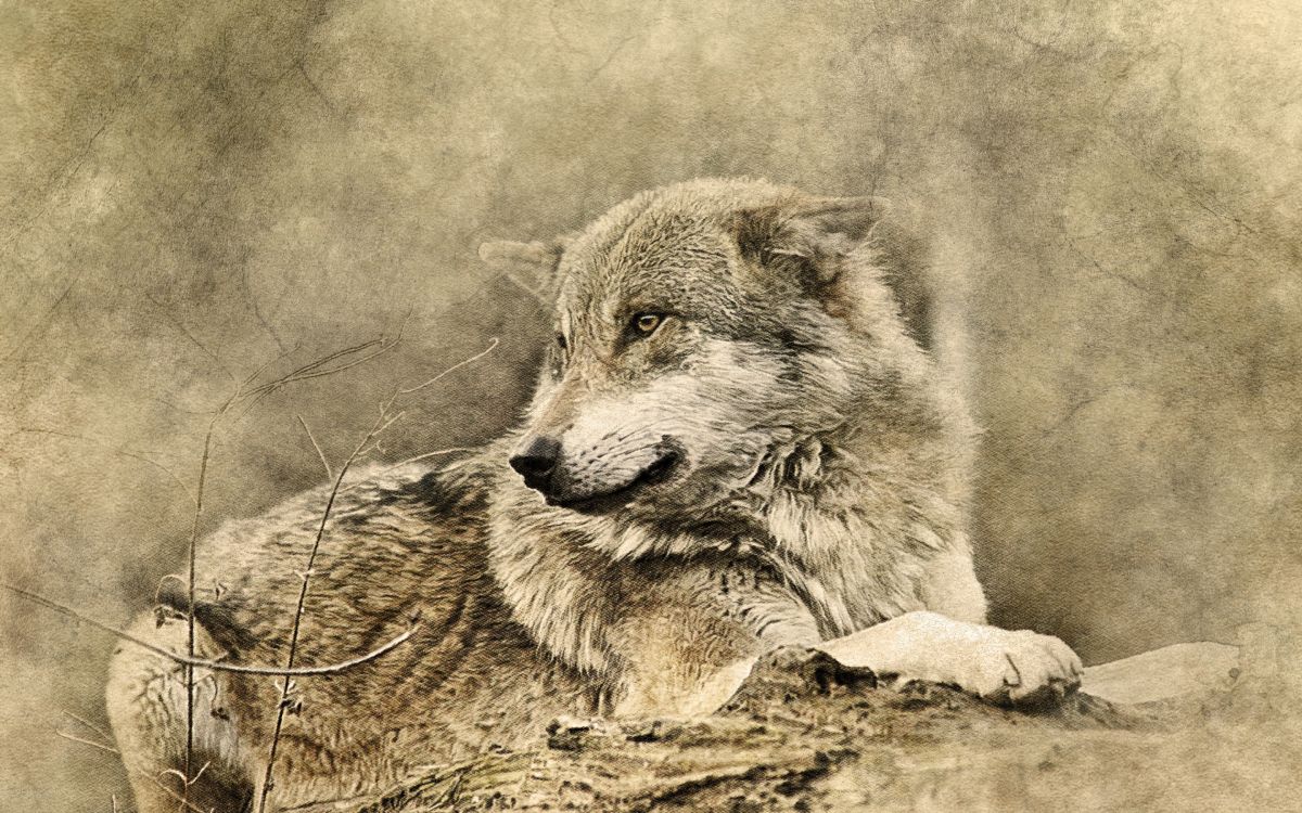 Photo en Niveaux de Gris D'un Loup Allongé Sur le Sol. Wallpaper in 2880x1800 Resolution