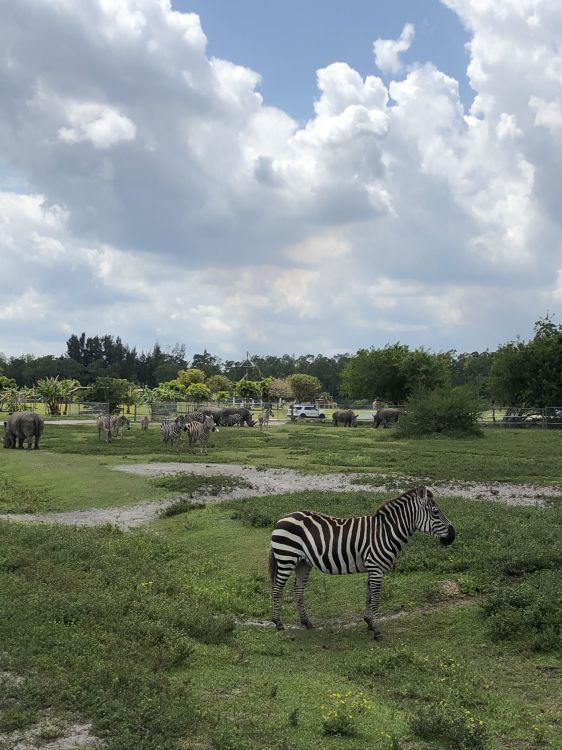 grassland, quagga, zebra, cloud, natural landscape