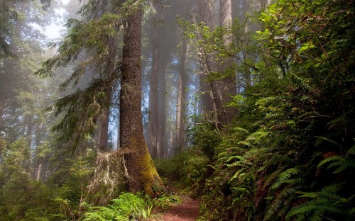 Image brown dirt road between trees