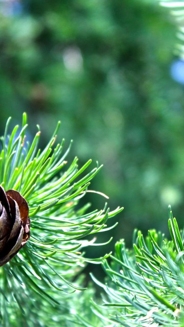 Image brown snail on green plant