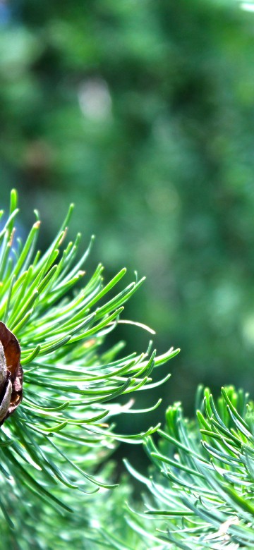 Image brown snail on green plant