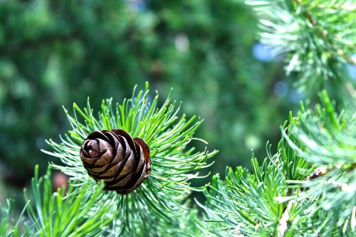 Image brown snail on green plant