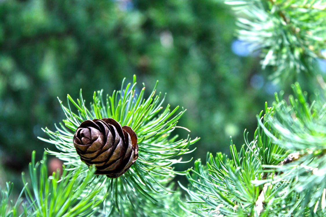 Brown Snail on Green Plant. Wallpaper in 4272x2848 Resolution