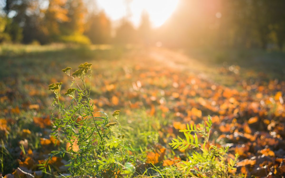 Gelbe Blumen Auf Der Grünen Wiese Tagsüber. Wallpaper in 2560x1600 Resolution
