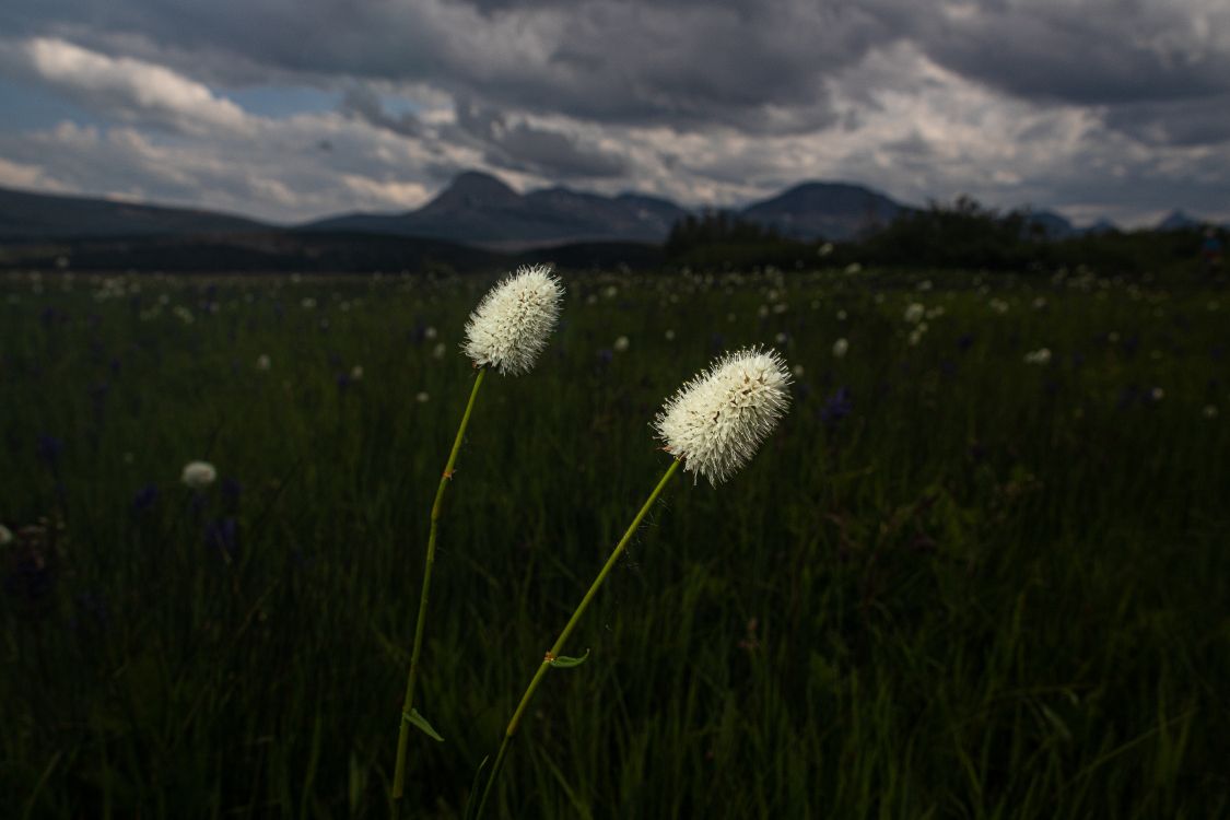 性质, 自然环境, 草, 草地上, 草家庭 壁纸 6240x4160 允许