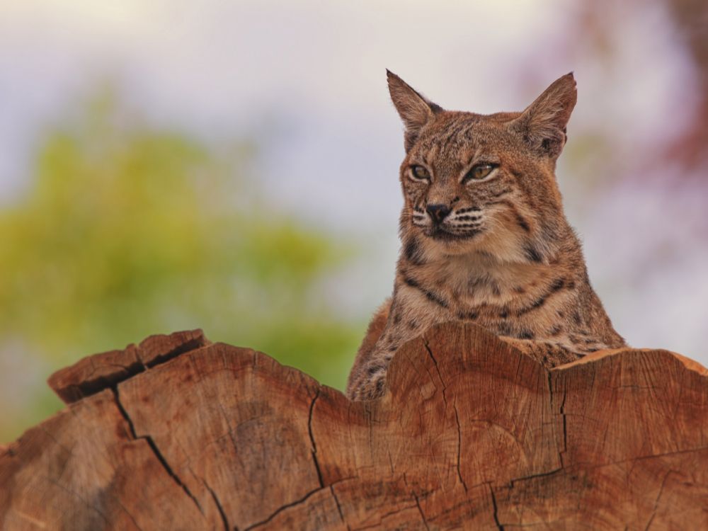 brown and black cat on brown wood log