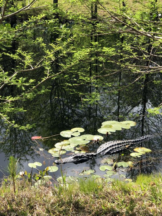 Nature, Zone Riveraine, Étang, Plante Terrestre, la Réserve Naturelle De. Wallpaper in 1536x2048 Resolution