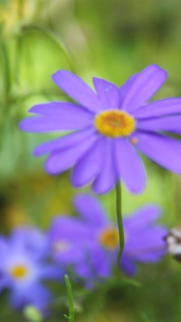 Image purple flower in tilt shift lens
