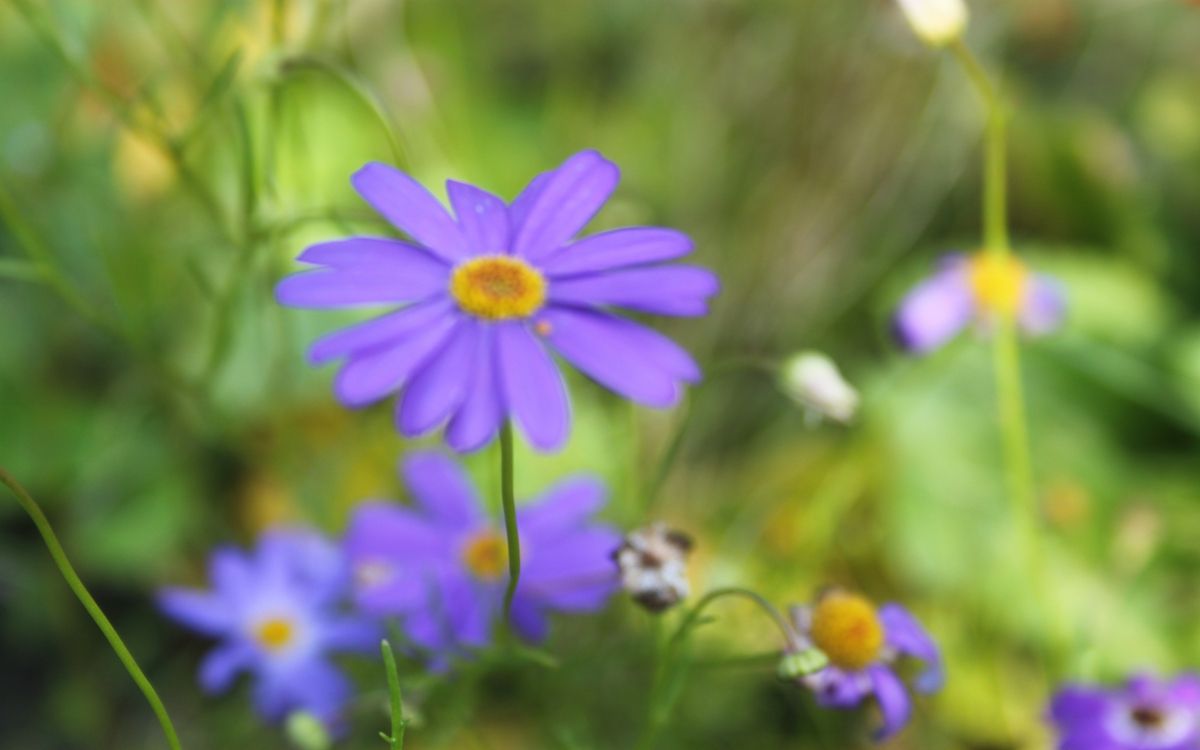 purple flower in tilt shift lens