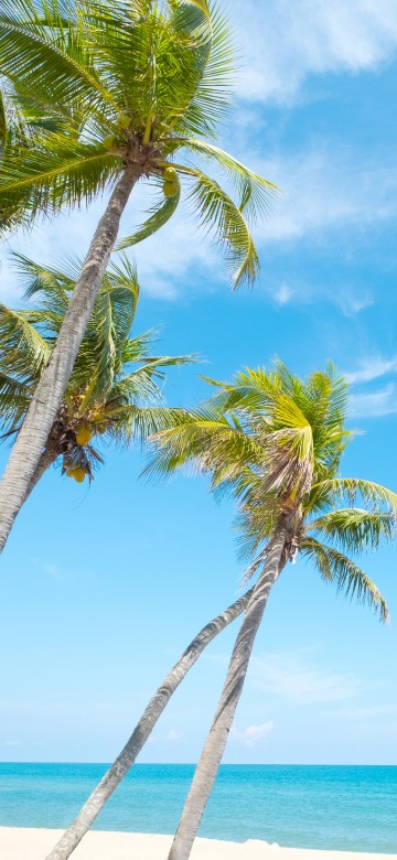 Image palm tree near body of water during daytime