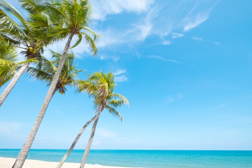 Image palm tree near body of water during daytime