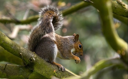 Image brown squirrel on tree branch during daytime