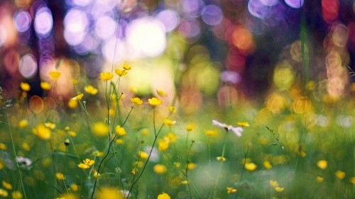 Image white and yellow flowers in tilt shift lens