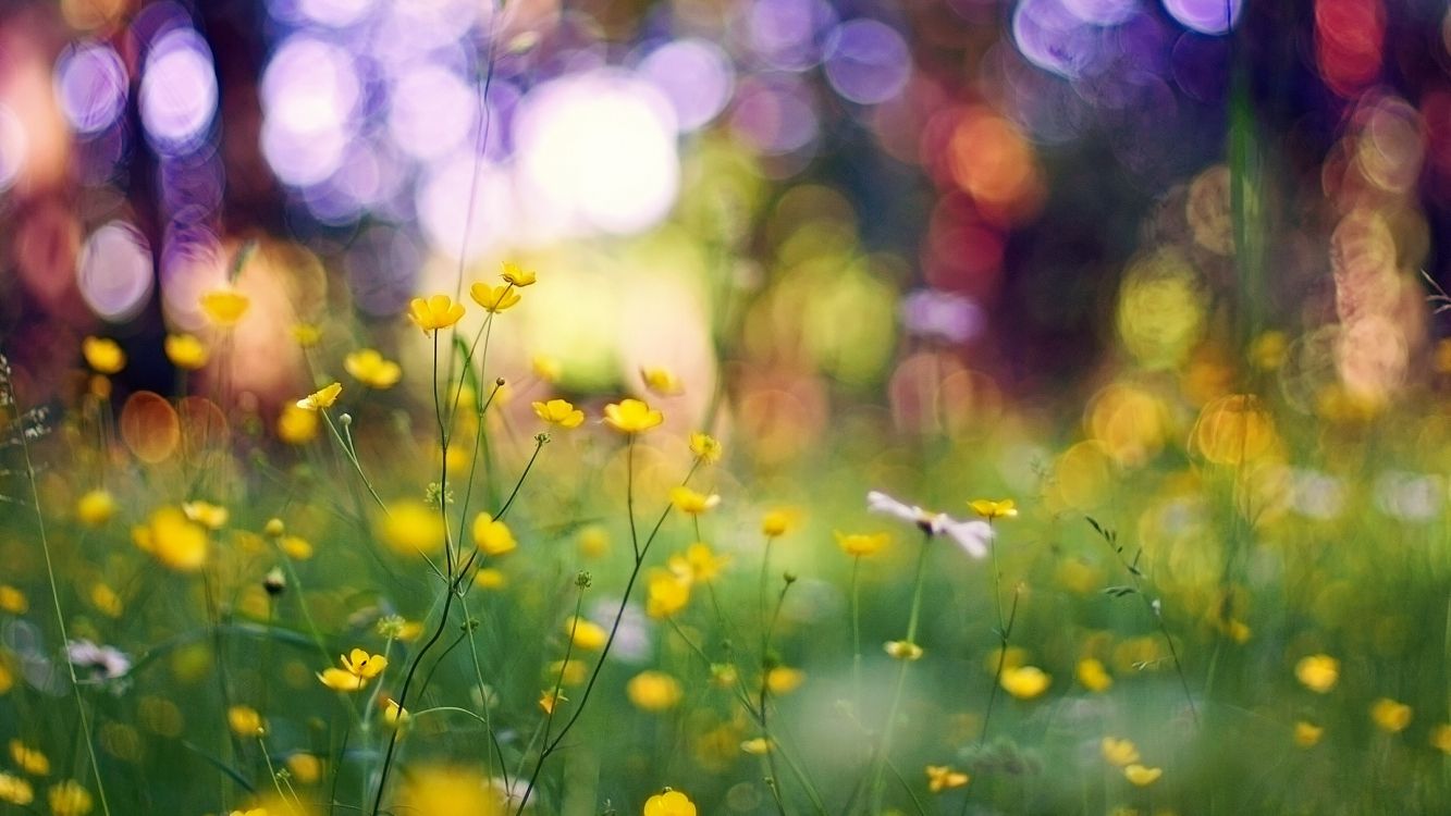 white and yellow flowers in tilt shift lens