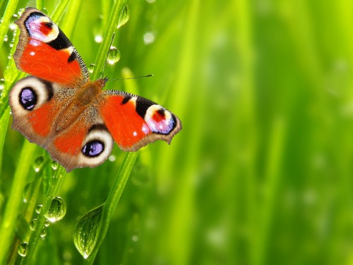 Image peacock butterfly perched on green leaf in close up photography during daytime