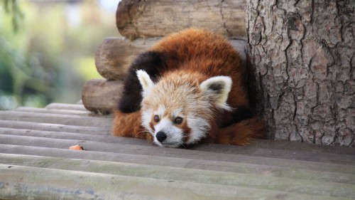 Image red panda on brown tree branch during daytime