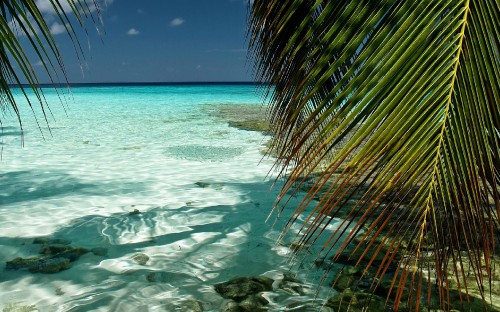 Image palm tree on beach during daytime