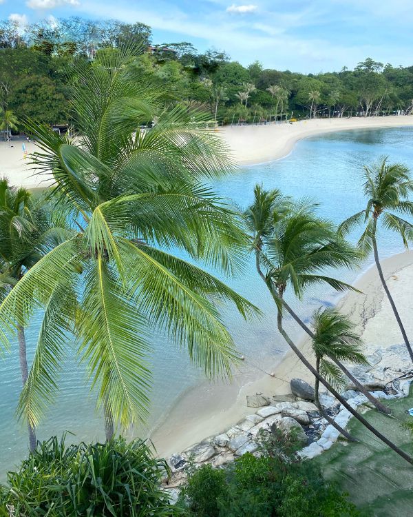 Vegetation, Palm Trees, Water, Ecosystem, Tourism. Wallpaper in 3024x3779 Resolution