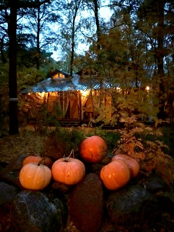 Wald, Baum, Winter Squash, Squash, Lebensmittel. Wallpaper in 1800x2400 Resolution