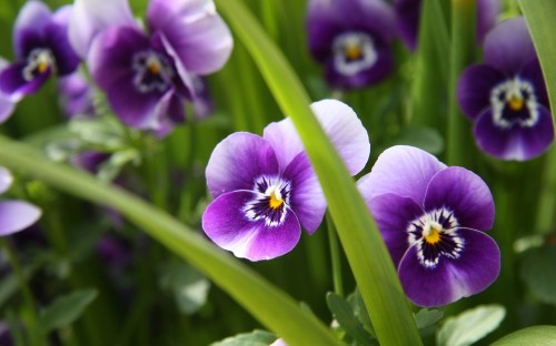 Image purple flower in tilt shift lens