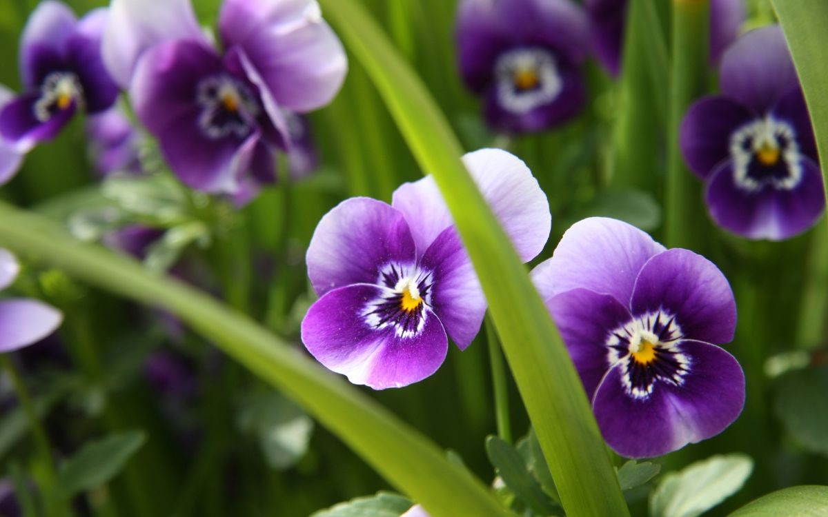 purple flower in tilt shift lens