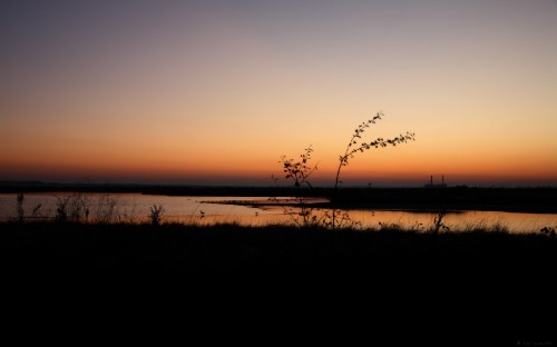 Image silhouette of grass during sunset