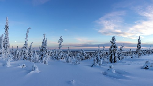 Image snow covered trees under blue sky during daytime