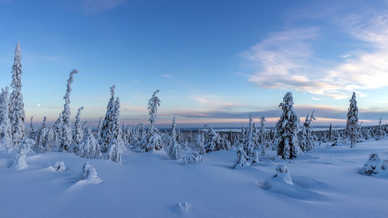 snow covered trees under blue sky during daytime