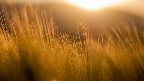 Image green grass field during sunset