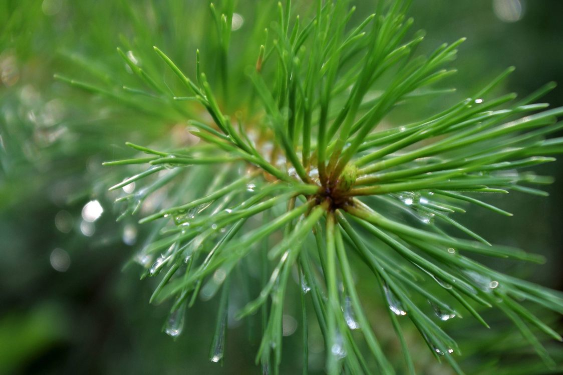 Grüne Pflanze Mit Wassertropfen. Wallpaper in 2500x1667 Resolution