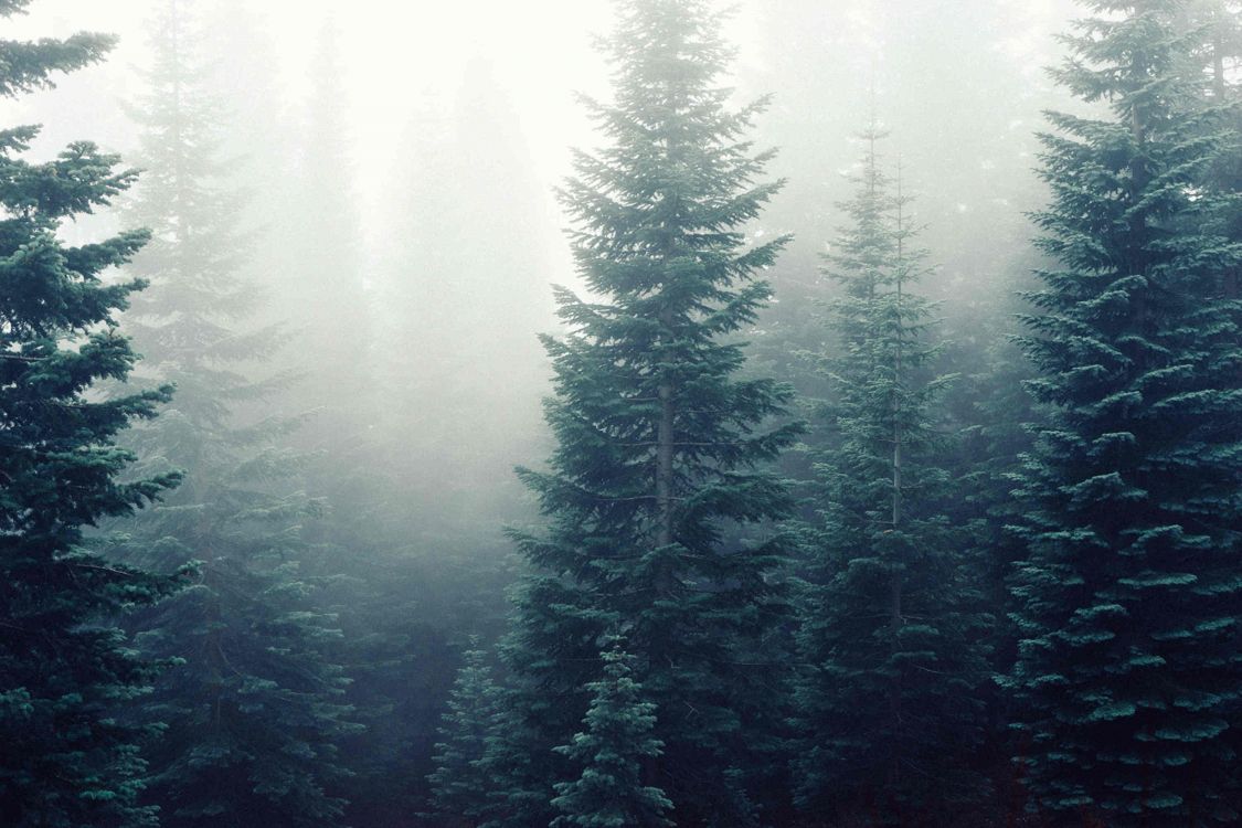 Pine Trees Covered With Fog. Wallpaper in 3000x2000 Resolution
