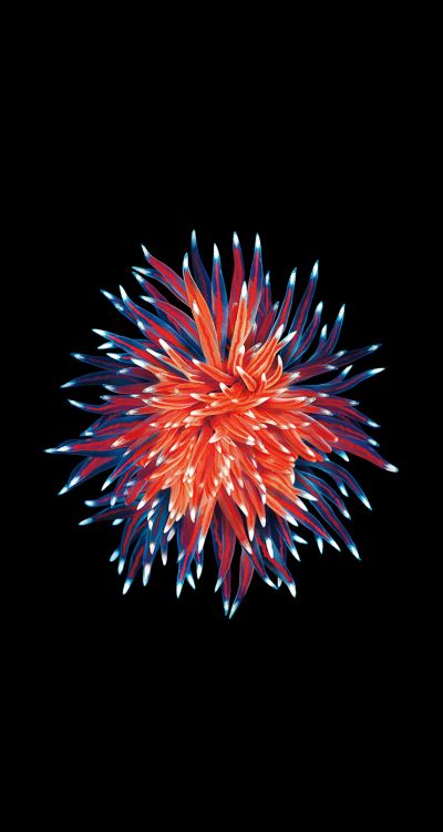 Apple, Smartphone, IOS, Accès Multiple au Code de Division, Zone Grise. Wallpaper in 744x1392 Resolution