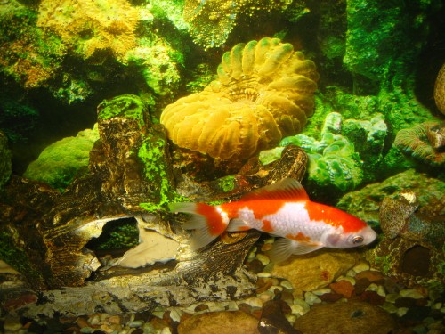 Image orange and white fish in fish tank