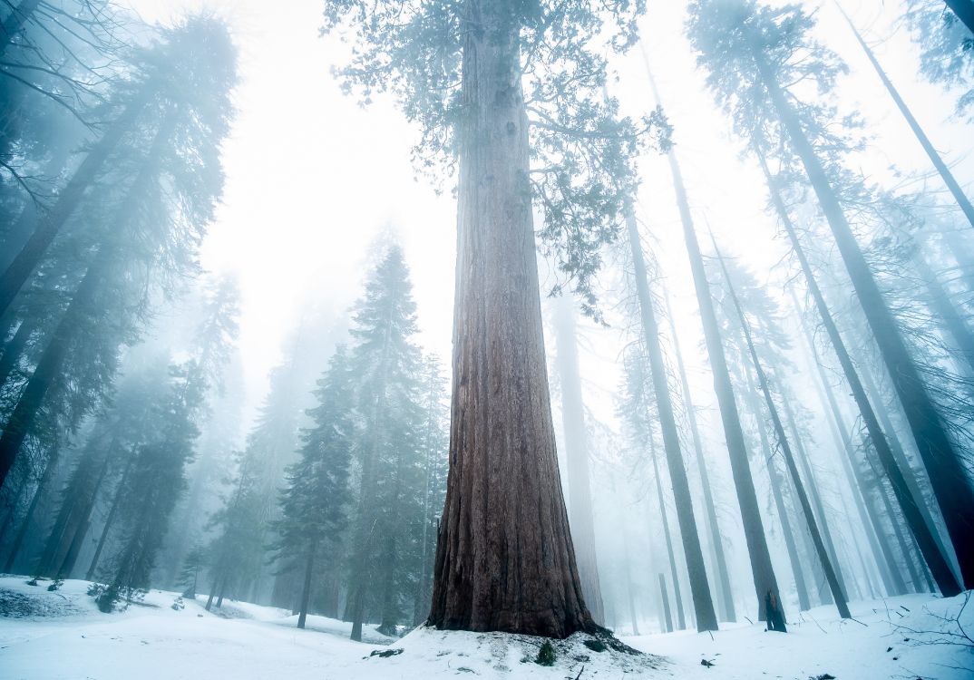 tree, nature, Bigtree, forest, winter