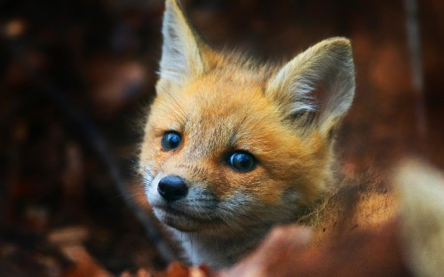 Image brown fox on brown tree branch