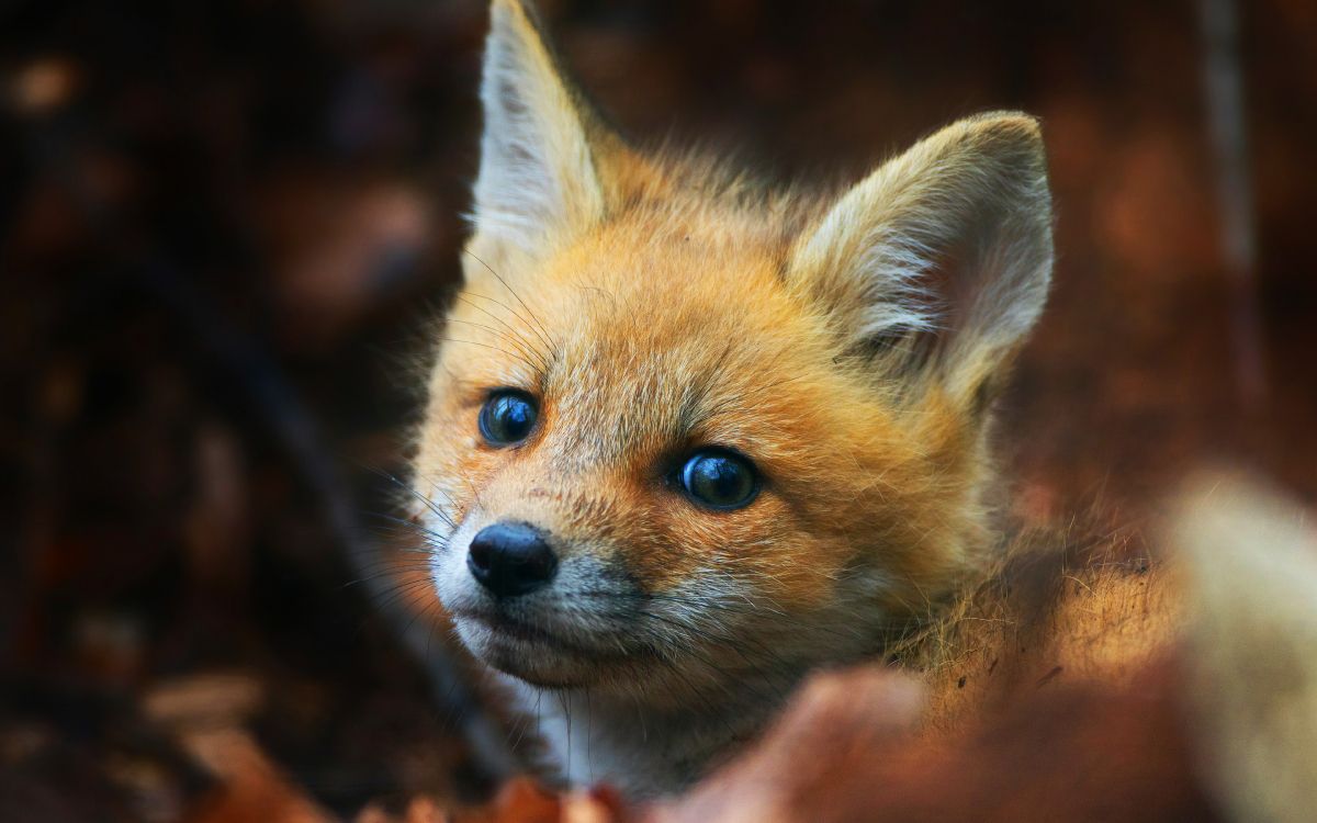 brown fox on brown tree branch