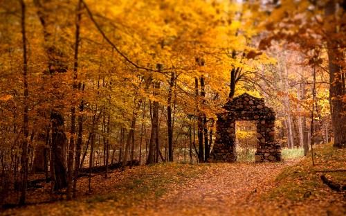 Image yellow leaves on ground surrounded by trees