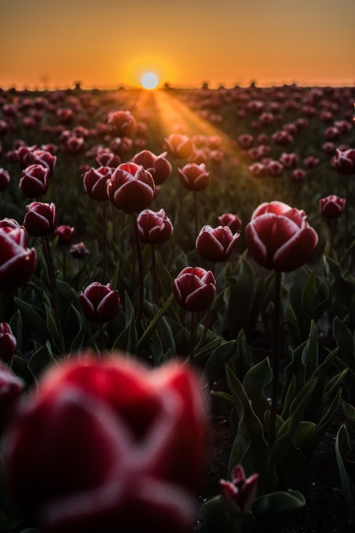 Image red tulips field during sunset