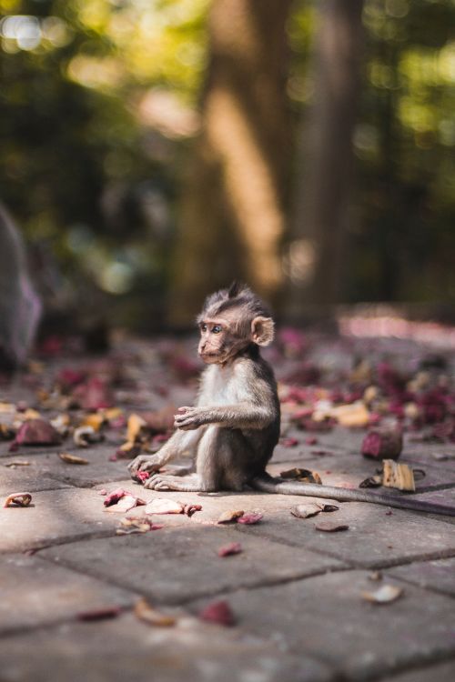 Brown Monkey Sitting on Brown Concrete Floor During Daytime. Wallpaper in 3456x5184 Resolution