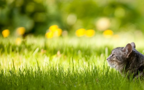 Image brown and white cat on green grass during daytime