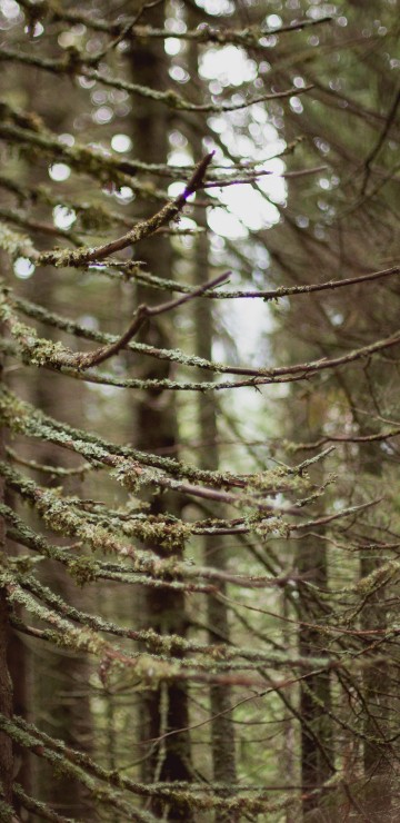 Image brown tree trunk during daytime