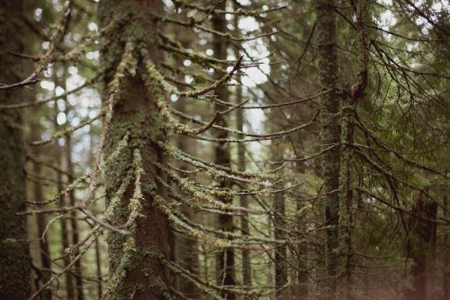 Image brown tree trunk during daytime