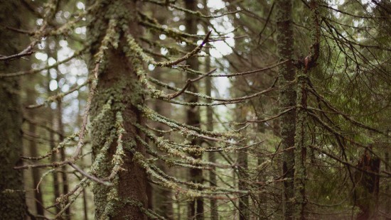 Image brown tree trunk during daytime