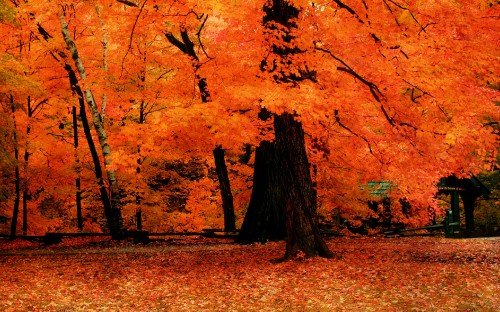 Image brown and yellow leaves on ground