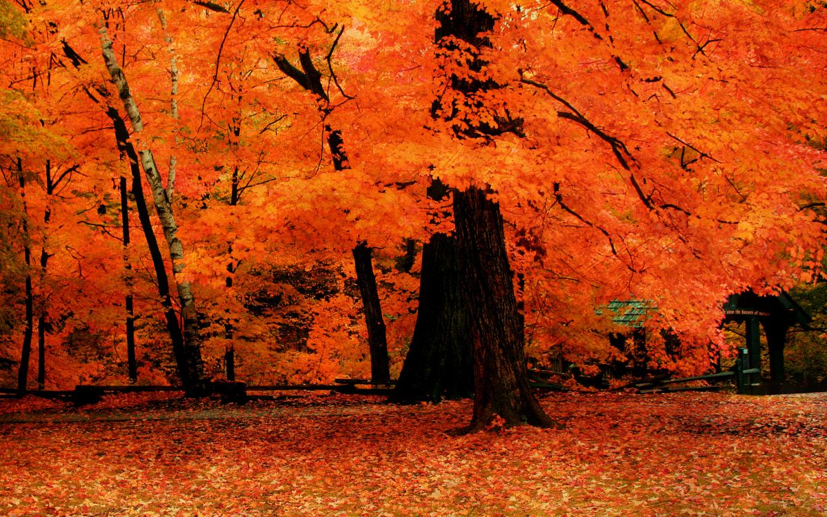 brown and yellow leaves on ground