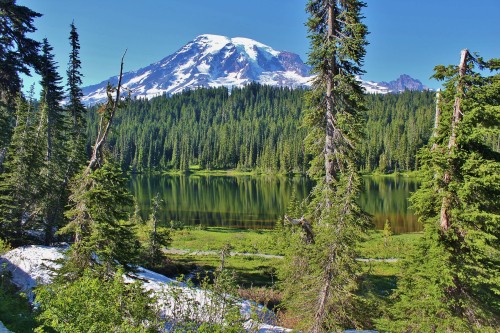 Image green pine trees near lake during daytime